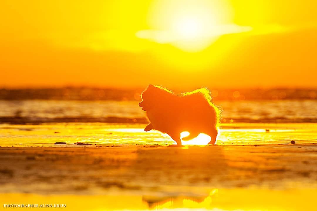 ロシアの写真家さんの夕日を背にしたポメラニアンがとてもきれい