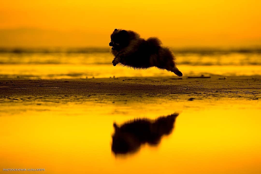 ロシアの写真家さんの夕日を背にしたポメラニアンがとてもきれい