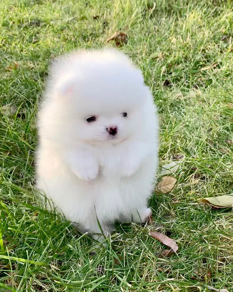 ポメラニアンという犬を知らなければ、「なんらかの幸せを呼ぶ妖精かな」と思い、その土地で語り継がれる伝説になるタイプの可愛さ