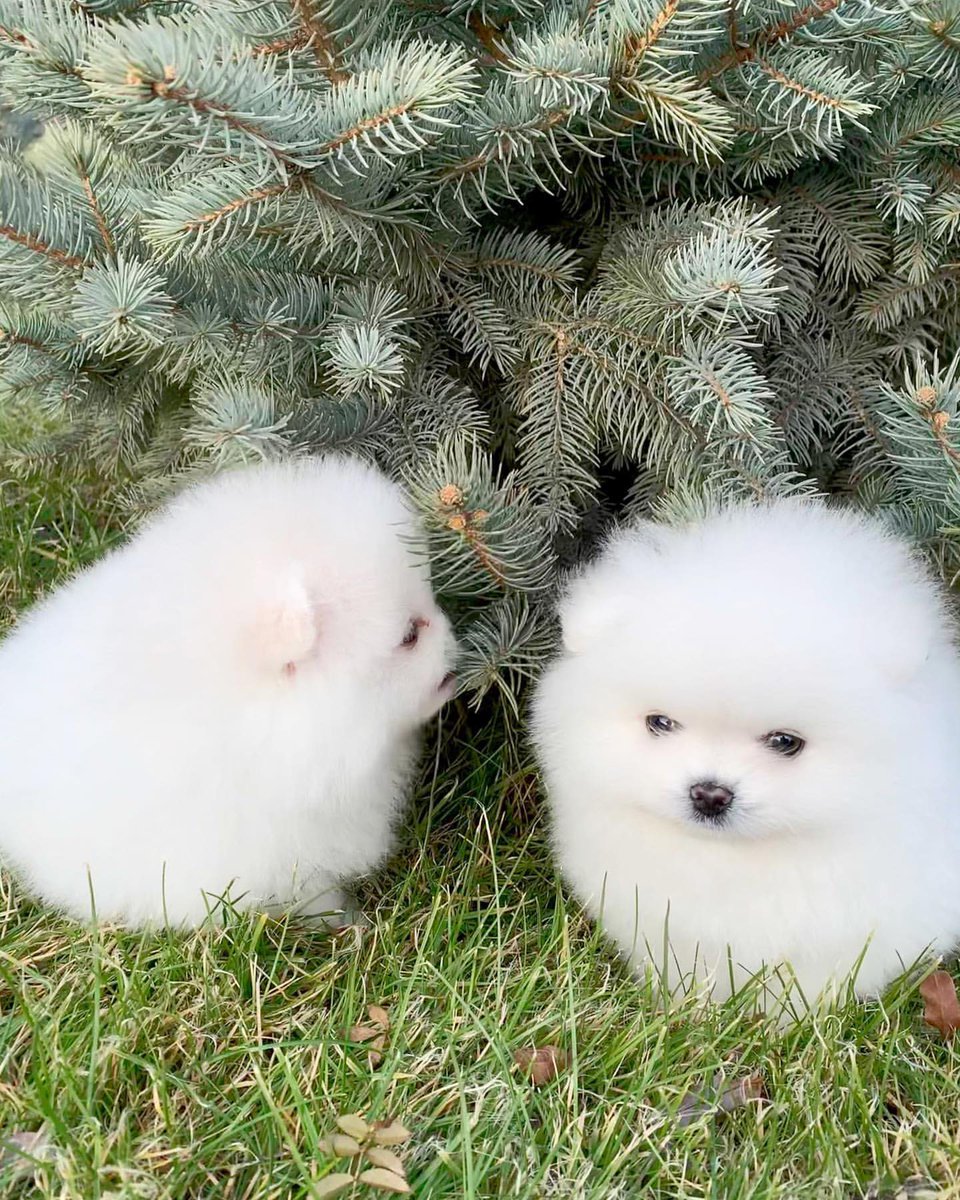 ポメラニアンという犬を知らなければ、「なんらかの幸せを呼ぶ妖精かな」と思い、その土地で語り継がれる伝説になるタイプの可愛さ