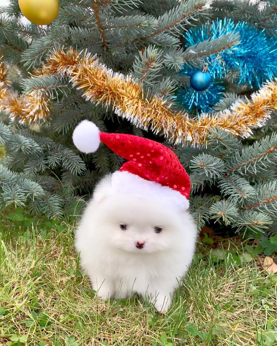 ポメラニアンという犬を知らなければ、「なんらかの幸せを呼ぶ妖精かな」と思い、その土地で語り継がれる伝説になるタイプの可愛さ