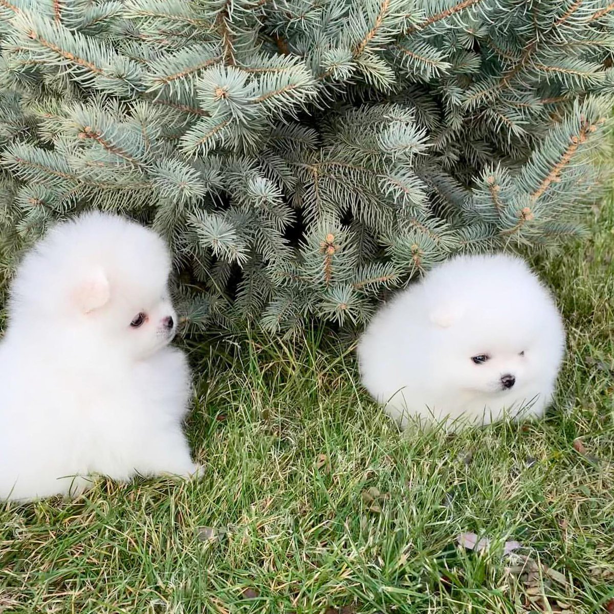 ポメラニアンという犬を知らなければ、「なんらかの幸せを呼ぶ妖精かな」と思い、その土地で語り継がれる伝説になるタイプの可愛さ