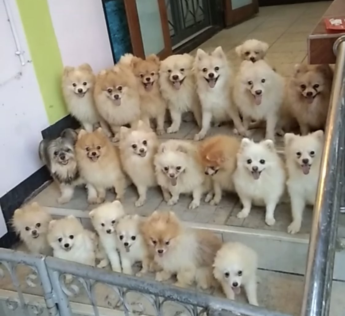 ポメラニアン内閣組閣 