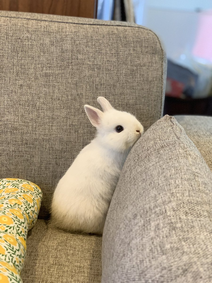 うちの子がミッフィーにしか見えない、、、🐰  #ミッフィー　#フロスティ　#うさぎ  #子うさぎ 