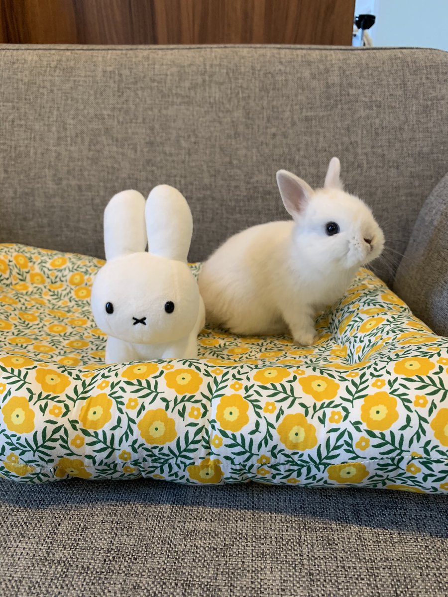 うちの子がミッフィーにしか見えない、、、🐰  #ミッフィー　#フロスティ　#うさぎ  #子うさぎ 