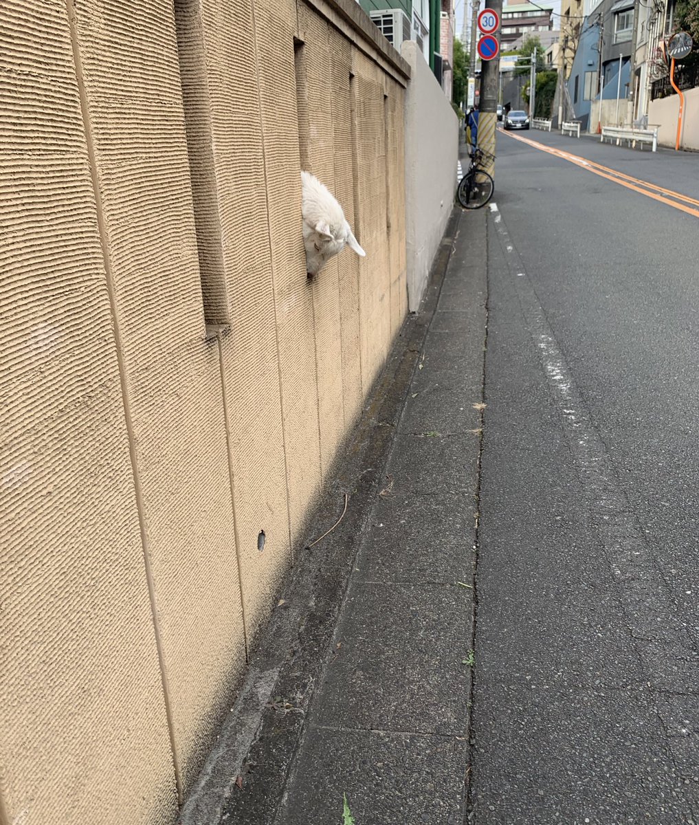 犬が顔出してる！かわい………………山羊！！ 