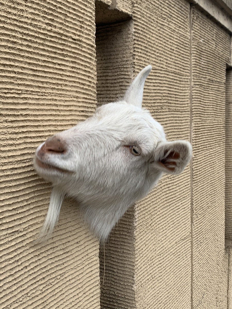 犬が顔出してる！かわい………………山羊！！ 