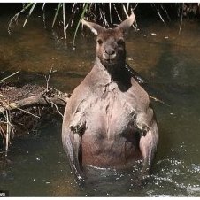 そして敵が迂闊にも水辺に入ってきたら、羽交い絞めにして溺れさせる戦術を駆使するそうなのだ