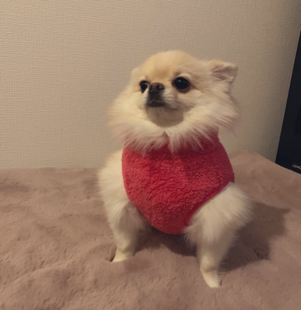 新しいお洋服を買いました。  あれ…？ 