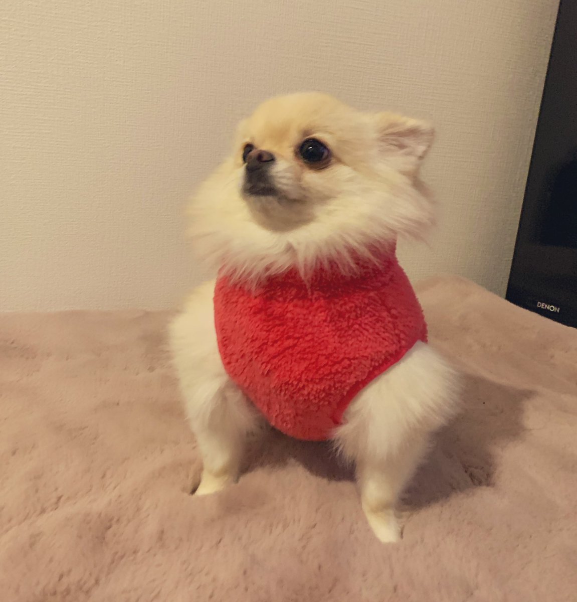 新しいお洋服を買いました。  あれ…？ 