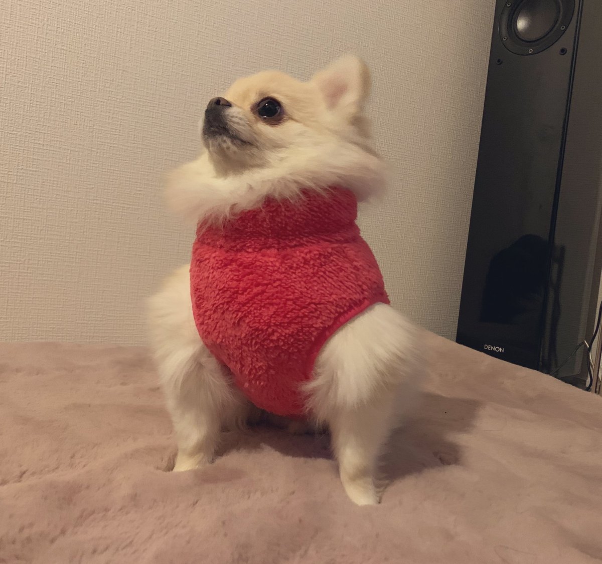 新しいお洋服を買いました。  あれ…？ 