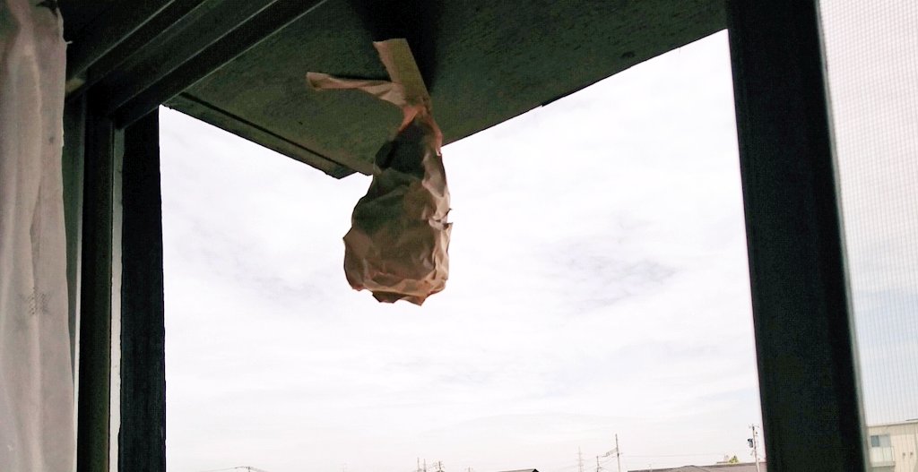 窓の外に蜂が15～6匹ブンブン飛んでて🐝窓開けられなくて困ってたんだけど、ツイッターで見かけたガムテで作った蜂の巣ダミー下げておいたら次の日🐝1匹もいなくなってる!!! 助かった～＼(；▽；)／ 