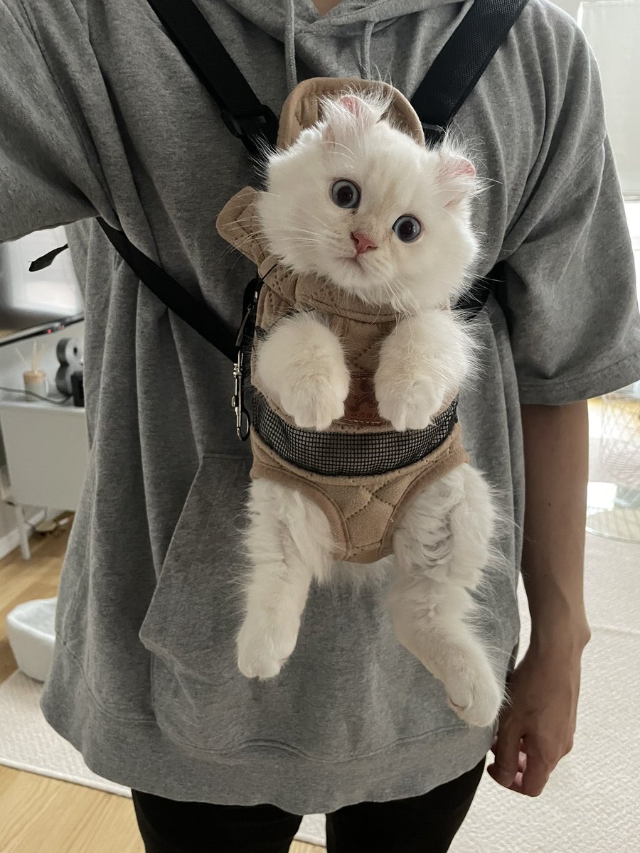 おこめはまだ小さくてハーネスが合わないので、ぽてこゆのお庭散歩中寂しそうに窓からこちらを見てるし、どうしようかなぁ…と悩んで購入したのがこちら これはあまりにも可愛いがすぎる