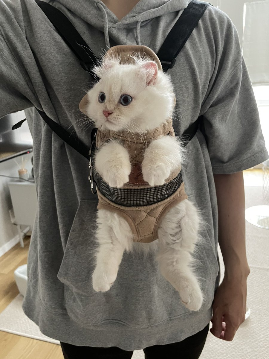 おこめはまだ小さくてハーネスが合わないので、ぽてこゆのお庭散歩中寂しそうに窓からこちらを見てるし、どうしようかなぁ…と悩んで購入したのがこちら  これはあまりにも可愛いがすぎる 