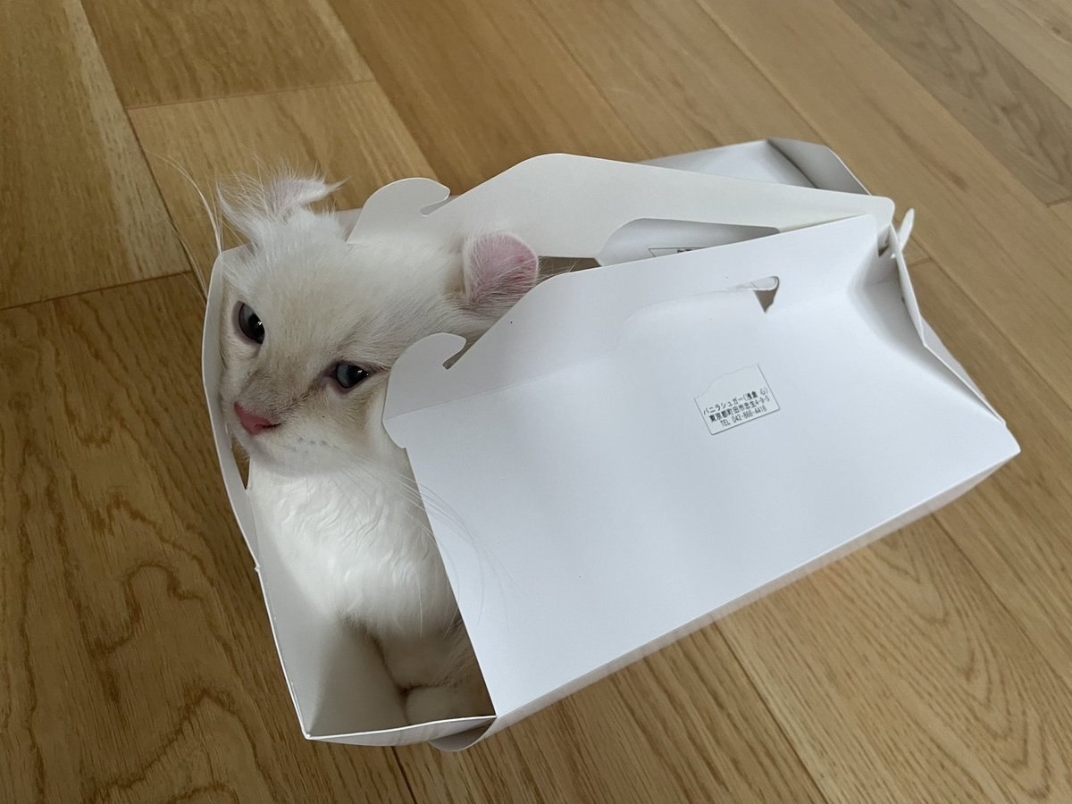 猫が明らか自分のサイズに見合わない箱でも無理に押し入って満足そうにするのほんと好き 