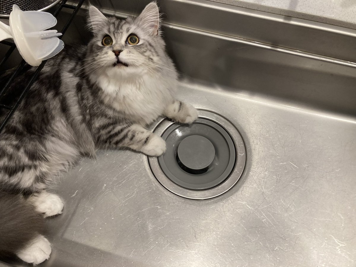 シンクに侵入したのがバレてこのあと大嫌いな抱っこで出されると察して絶望する猫のご尊顔 