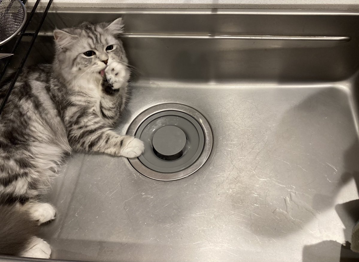 シンクに侵入したのがバレてこのあと大嫌いな抱っこで出されると察して絶望する猫のご尊顔 