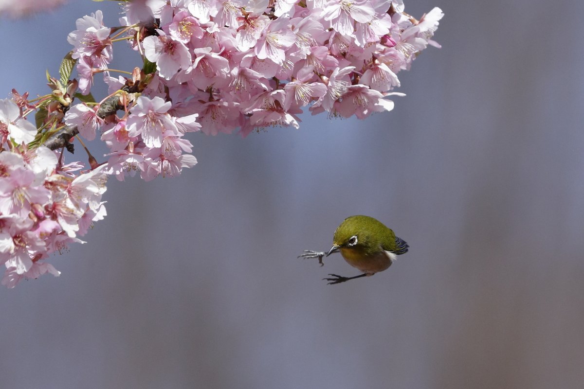 鳥も木から落ちる。 