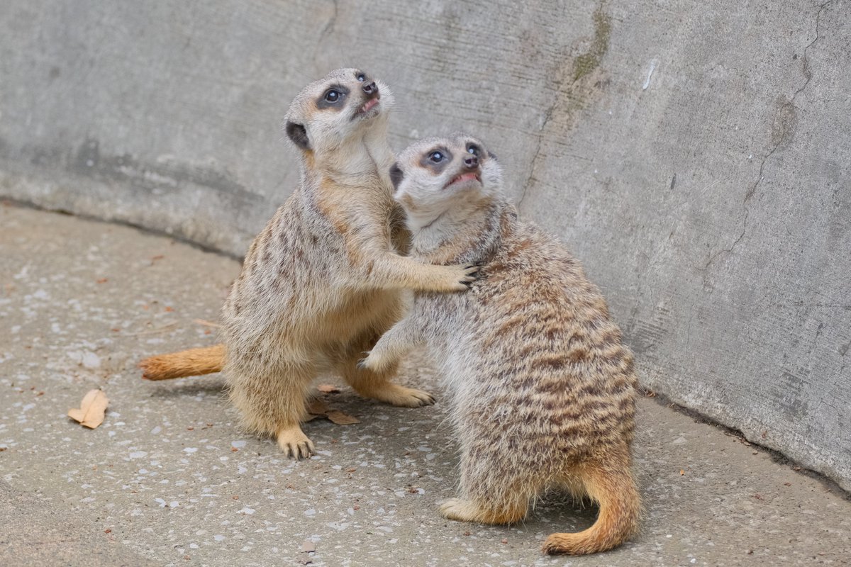 取っ組み合い中にカラスの気配を感じたミーアキャット 