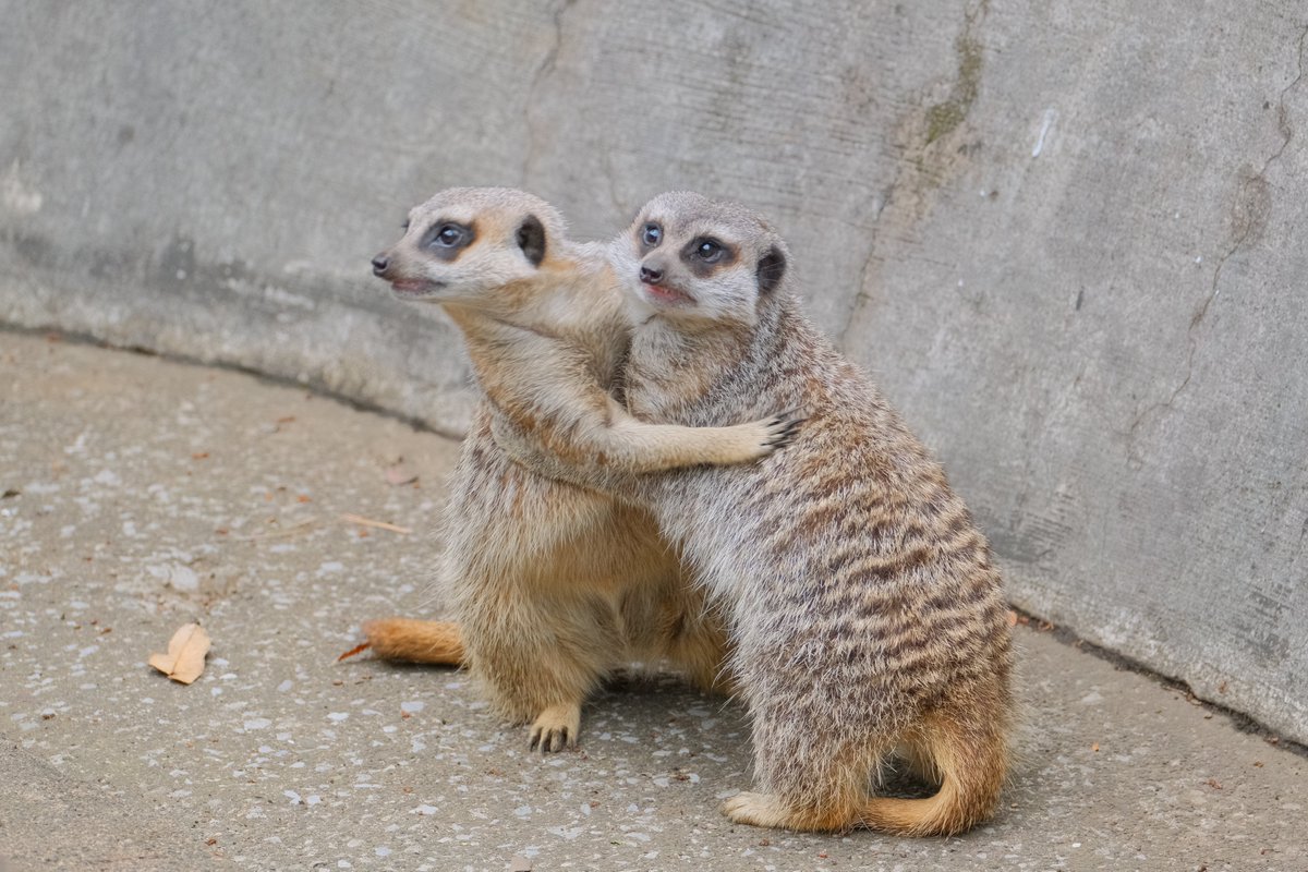 取っ組み合い中にカラスの気配を感じたミーアキャット 