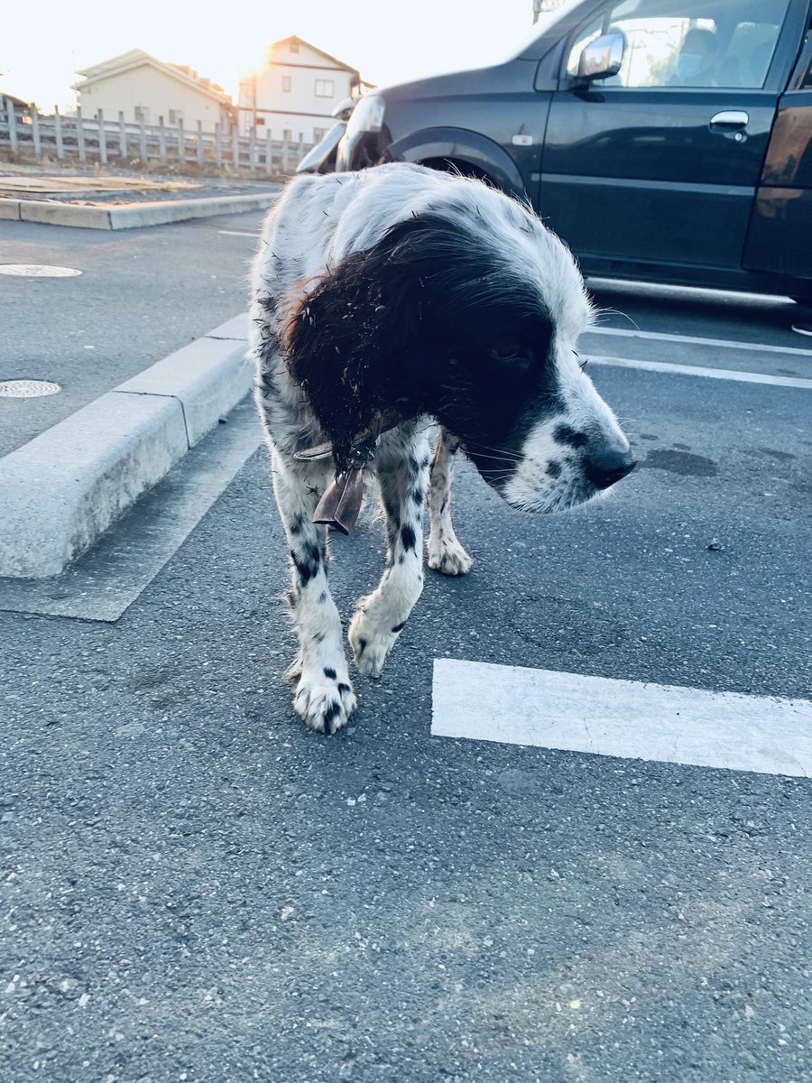 左骨盤あたりを怪我しているらしく、足先まで流血してます