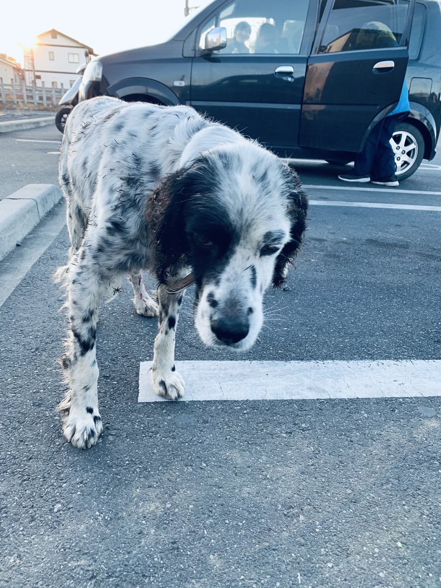 左骨盤あたりを怪我しているらしく、足先まで流血してます