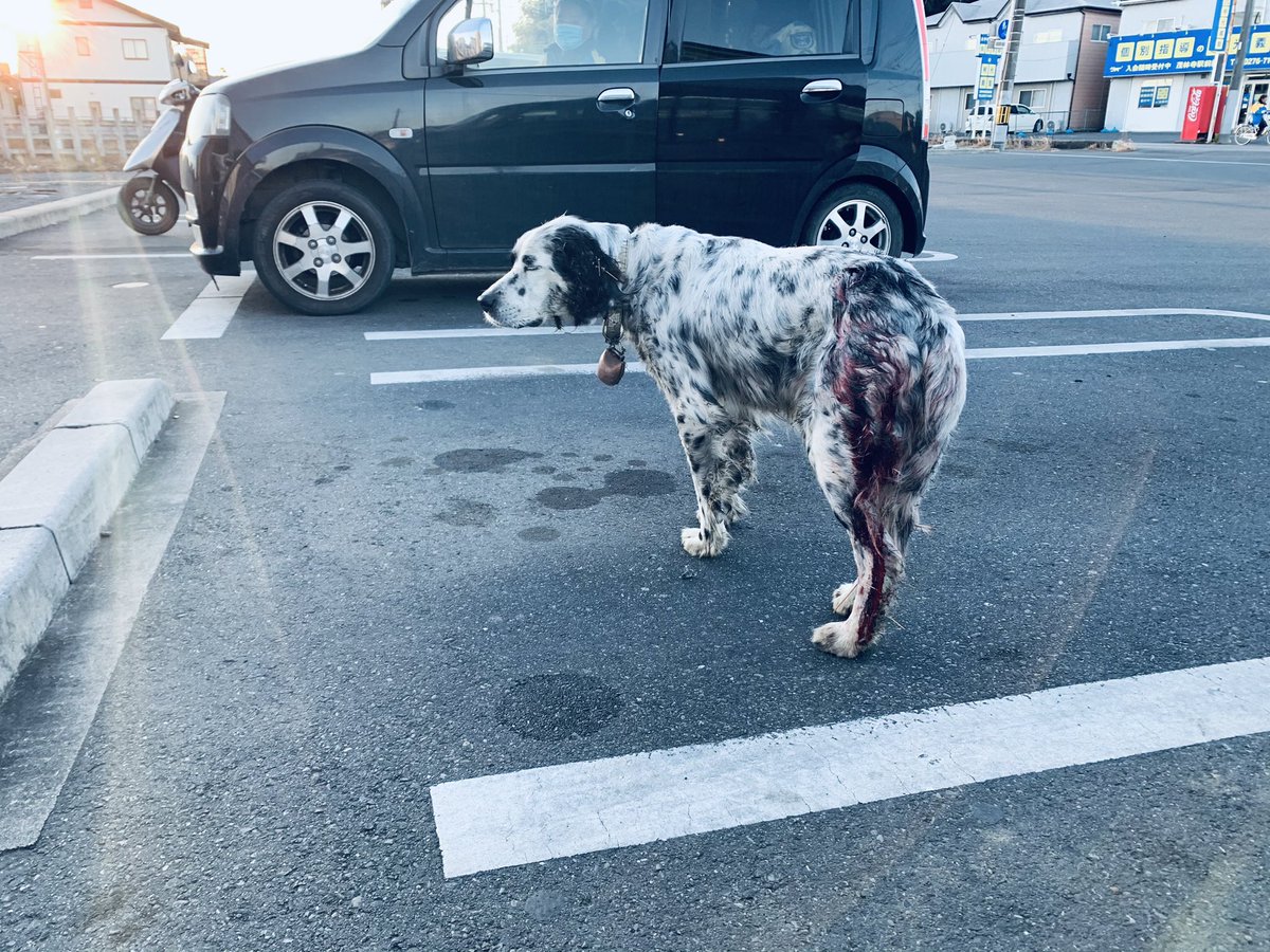 左骨盤あたりを怪我しているらしく、足先まで流血してます