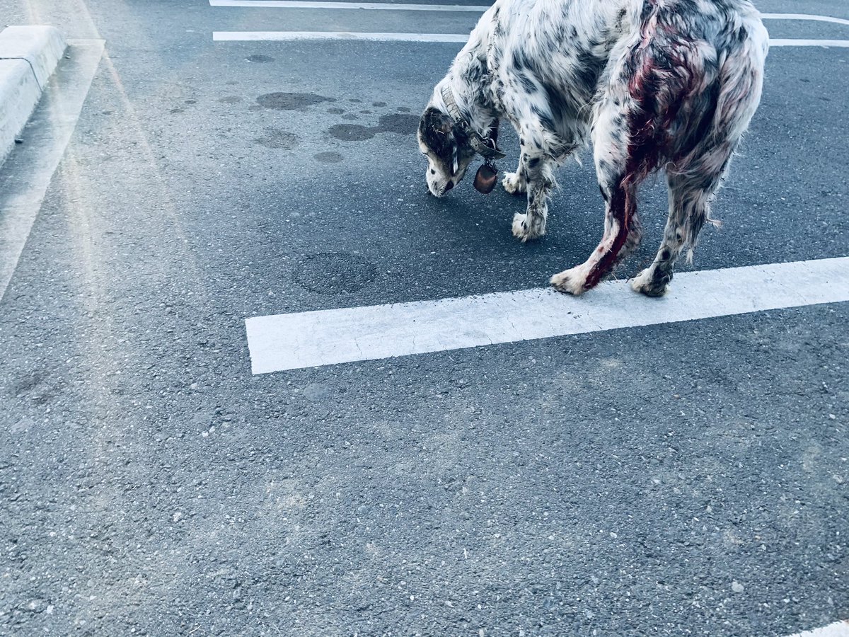 左骨盤あたりを怪我しているらしく、足先まで流血してます