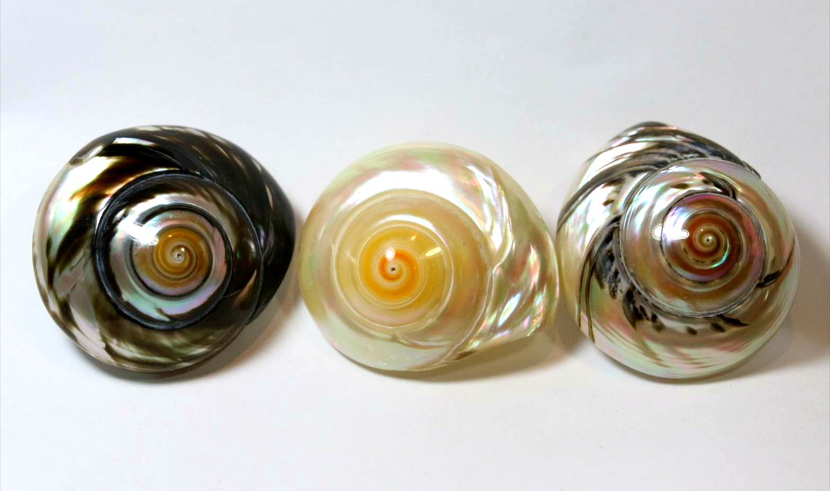 スーパーの鮮魚コーナーで売ってたナガラミ(貝)を紙ヤスリで磨いてピカピカにしてみました