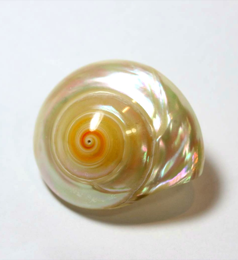 スーパーの鮮魚コーナーで売ってたナガラミ(貝)を紙ヤスリで磨いてピカピカにしてみました