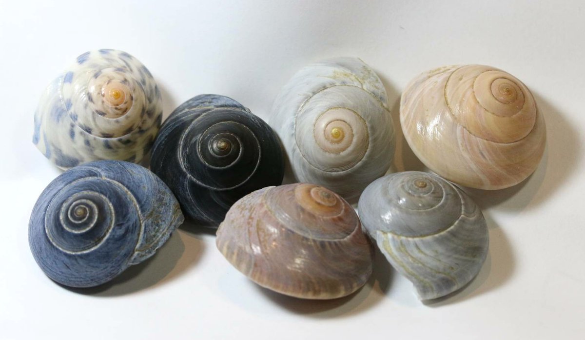 スーパーの鮮魚コーナーで売ってたナガラミ(貝)を紙ヤスリで磨いてピカピカにしてみました