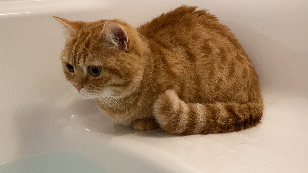 給湯ボタン押したらダッシュで参上 