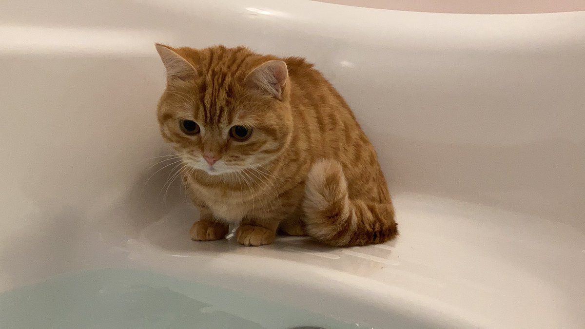 給湯ボタン押したらダッシュで参上 