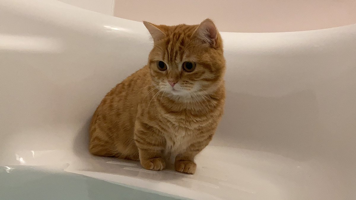 給湯ボタン押したらダッシュで参上 