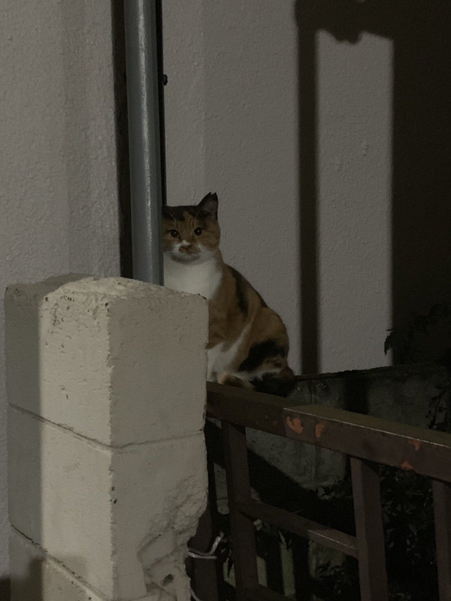 オードリー若林に似てる猫ずっと見れる 