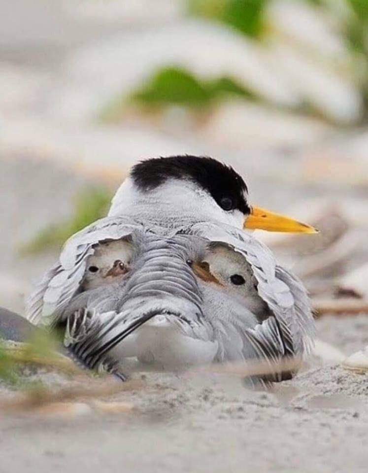 渡り鳥であるコアジサシは、絶滅危惧種として世界的に保全対象となっているそうだ