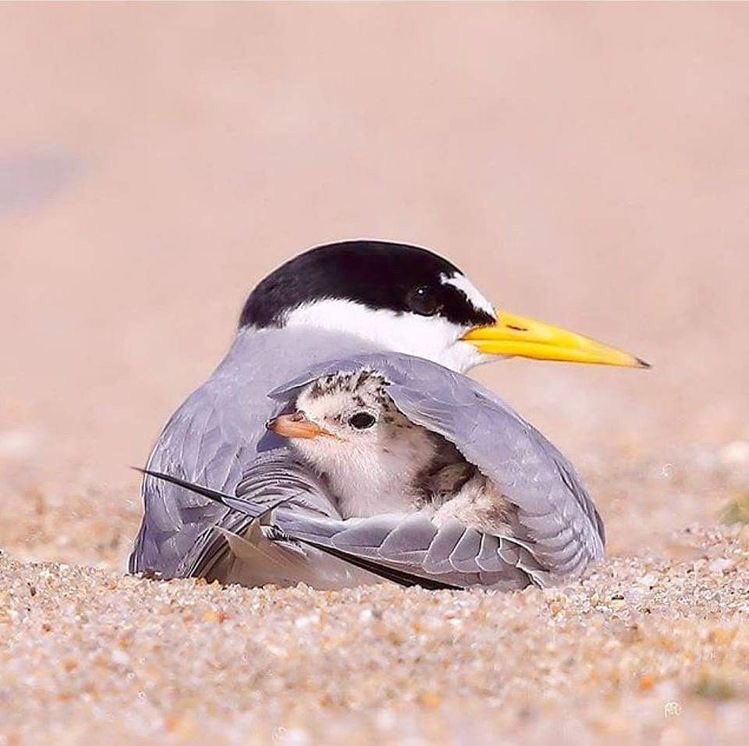 渡り鳥であるコアジサシは、絶滅危惧種として世界的に保全対象となっているそうだ