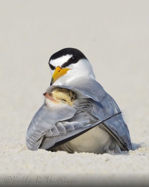 渡り鳥であるコアジサシは、絶滅危惧種として世界的に保全対象となっているそうだ