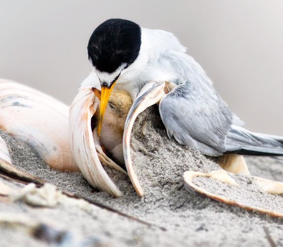 渡り鳥であるコアジサシは、絶滅危惧種として世界的に保全対象となっているそうだ