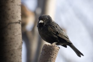 今朝の新聞の地方版に、黒いスズメが現れたと言う記事が載ってた