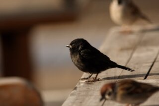 今朝の新聞の地方版に、黒いスズメが現れたと言う記事が載ってた