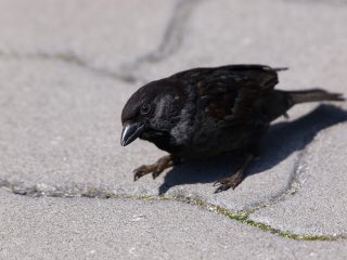 今朝の新聞の地方版に、黒いスズメが現れたと言う記事が載ってた