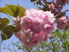 桜の塩漬けって染井吉野で作るのかと思ったら八重桜らしい