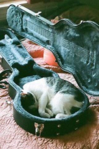 カルロス・ゴーンが楽器を運搬するケースに入って日本を密出国したと言うニュースを検証してみるネコさんたち