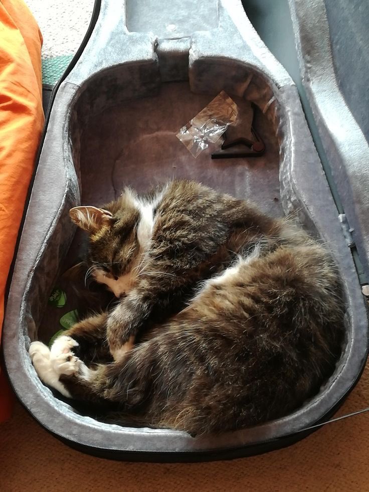 カルロス・ゴーンが楽器を運搬するケースに入って日本を密出国したと言うニュースを検証してみるネコさんたち