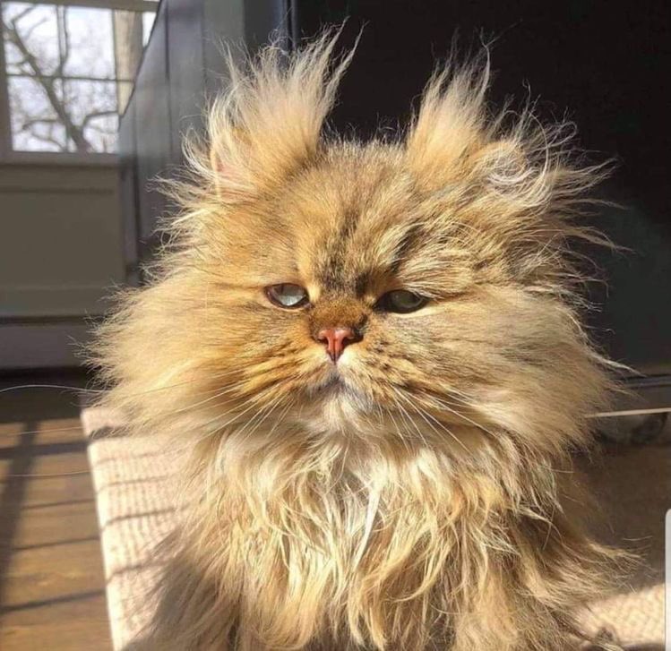 みたいなモサモサの毛がたまらなくキュートだ