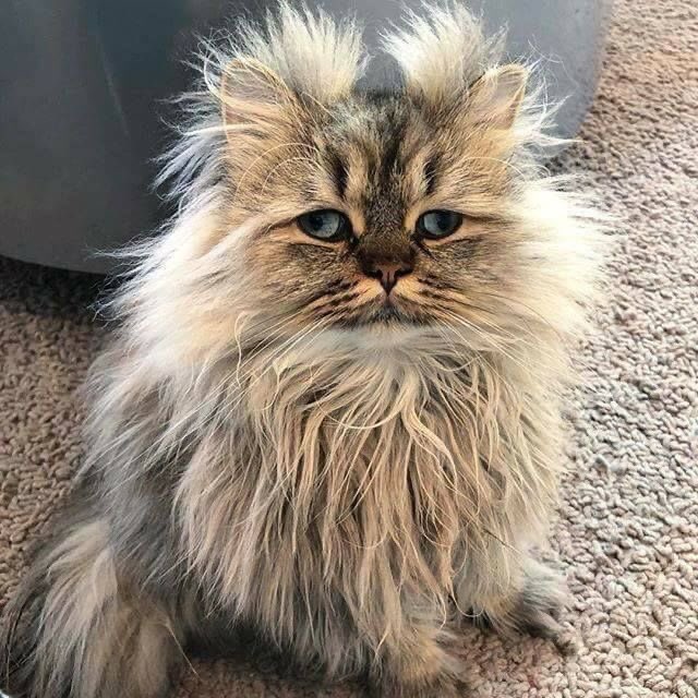 みたいなモサモサの毛がたまらなくキュートだ