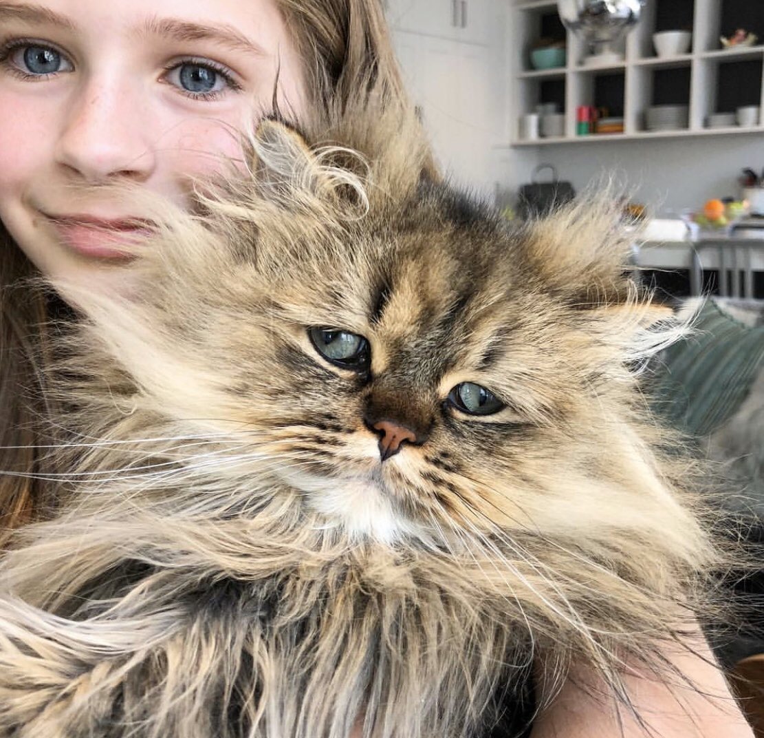 みたいなモサモサの毛がたまらなくキュートだ