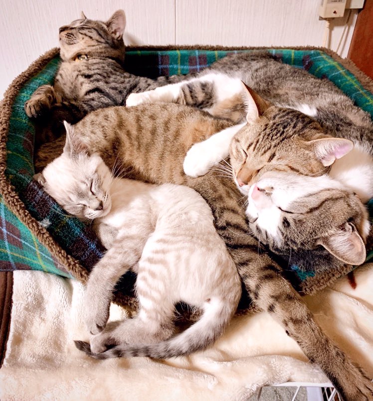 女の子部屋のキチンと感と、男の子部屋のカオス感🏠✨  #今日の猫 