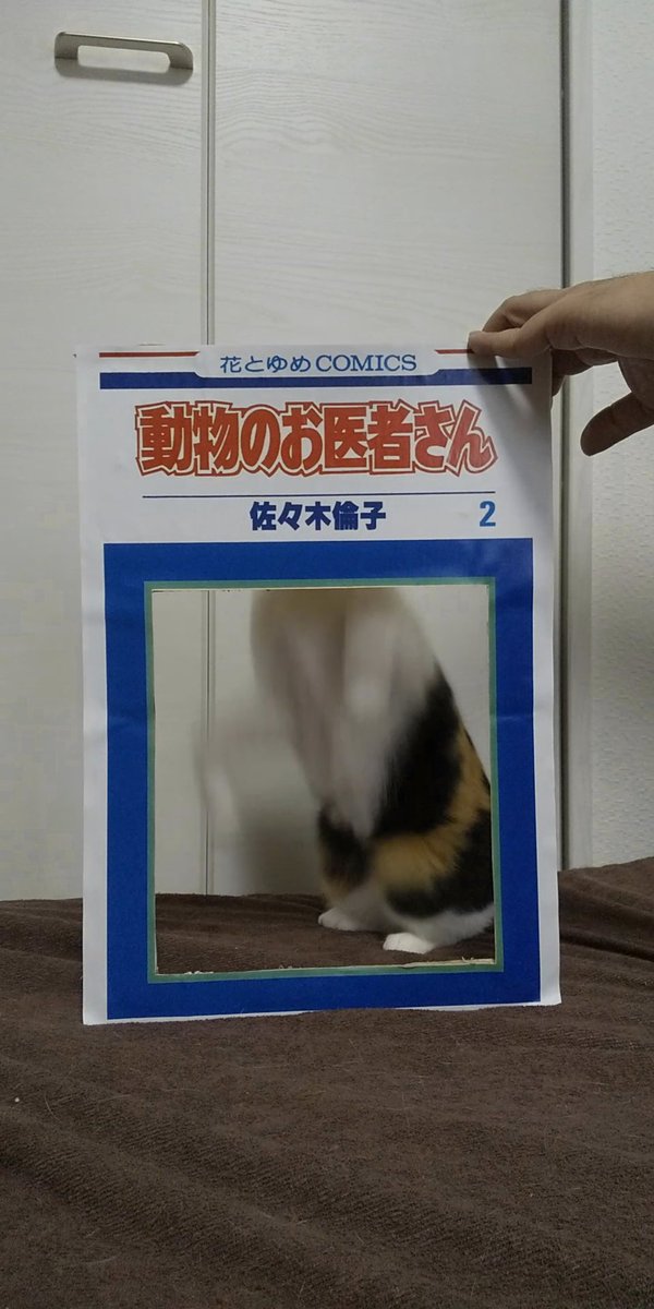 コスプレ からの破壊 #猫好きさんと繫がりたい 